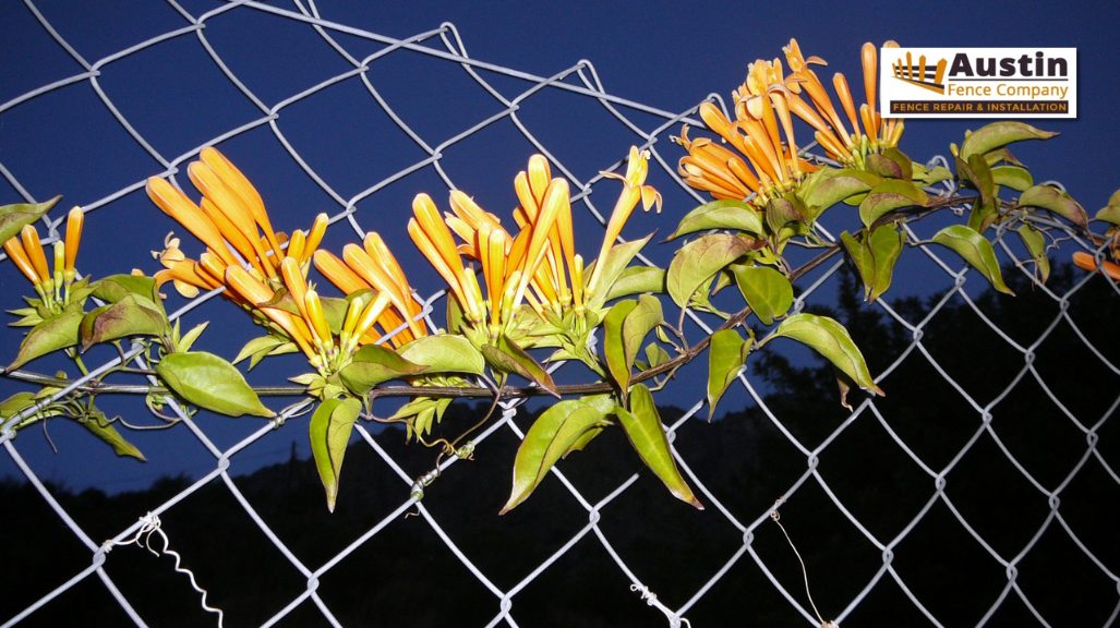 yellow vined flowering plant over fence